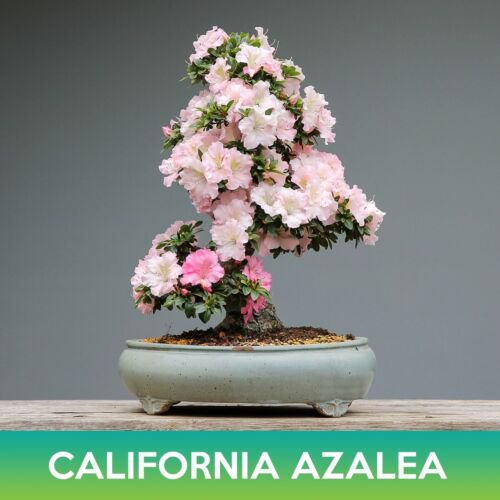 California Azalea Tree Seeds Western Azalea Rhododendron Occidentale Easy to Grow