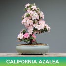 California Azalea Tree Seeds Western Azalea Rhododendron Occidentale Easy to Grow