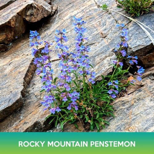Rocky Mountain Penstemon Flower Seeds Penstemon Strictus Easy to Grow