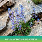 Rocky Mountain Penstemon Flower Seeds Penstemon Strictus Easy to Grow