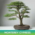 Monterey Cypress Seeds Cupressus Macrocarpa Hesperocyparis Macrocarpa Easy to Grow