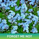 Forget Me Not Flower Seeds Myosotis Sylvatica Easy to Grow