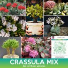 Crassula Succulent Mix Seeds Very Small Seeds  Easy to Grow