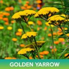 Golden Yarrow Seeds Achillea Filipendulina Easy to Grow