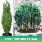 Port Orford Cedar Seeds Lawson Cypress Chamaecyparis Lawsoniana Easy to Grow