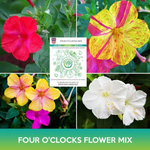 Four O'Clocks Flower Mix Seeds Mirabilis Jalapa Easy to Grow