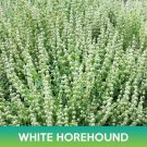 White Horehound Seeds Marrubium Vulgare Easy to Grow