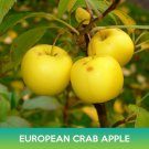 European Crab Apple Seeds Malus Sylvestris Easy to Grow