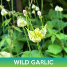 Wild Garlic Seeds Canadian Garlic Allium Canadense Easy to Grow