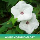White Morning Glory Seeds Moonflower Easy to Grow