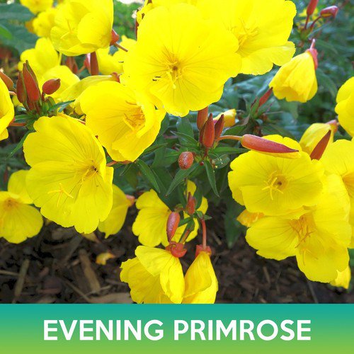 Evening Primrose Flower Seeds Oenothera Glazioviana Easy to Grow