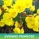 Evening Primrose Flower Seeds Oenothera Glazioviana Easy to Grow