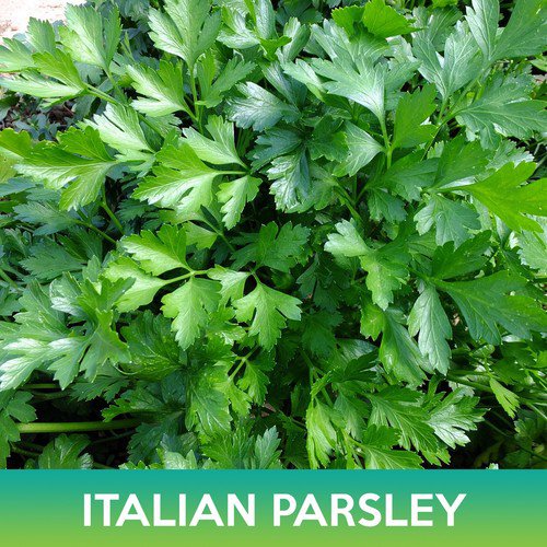 Italian Plain Leaf Parsley Seeds Easy to Grow