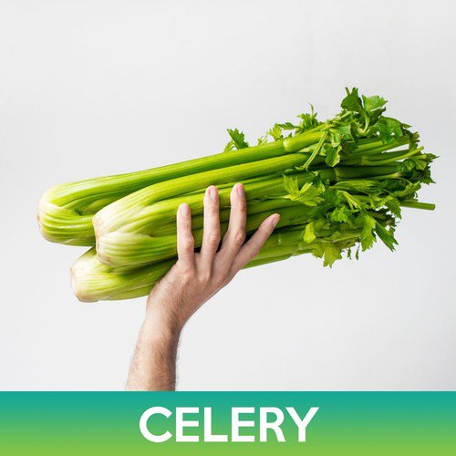 Tall Utah Celery Seeds Easy to Grow