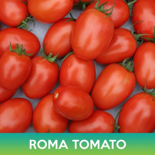 Roma Tomato Seeds Easy to Grow