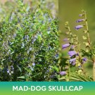 Mad Dog Skullcap Seeds Scutellaria Lateriflora Easy to Grow