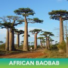 African Baobab Seeds Combined On 500 Seed Varieties Easy to Grow