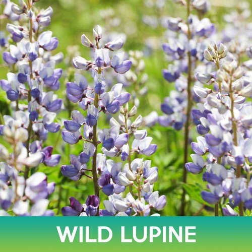 Wild Lupine Flower Seeds Lupinus Perennis Easy to Grow