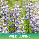 Wild Lupine Flower Seeds Lupinus Perennis Easy to Grow