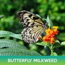 Butterfly Milkweed Seeds Asclepias Tuberosa Easy to Grow