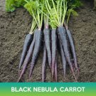 Black Nebula Carrot Seeds Easy to Grow