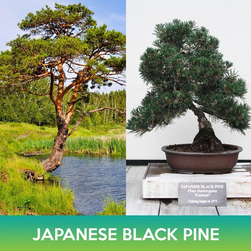 Japanese Black Pine Seed Easy to Grow