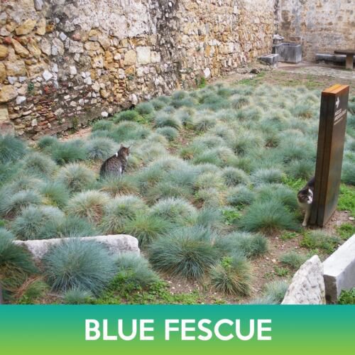 Blue Fescue Grass Seeds Festuca Glauca Easy to Grow