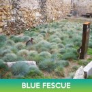 Blue Fescue Grass Seeds Festuca Glauca Easy to Grow