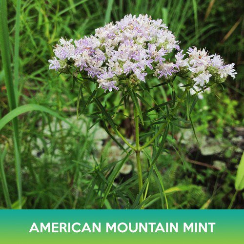 American Mountain Mint Seeds Pycnanthemum Pilosum Combined On 500  Easy to Grow
