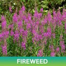 Fireweed Flower Seeds Chamaenerion Angustifolium Easy to Grow