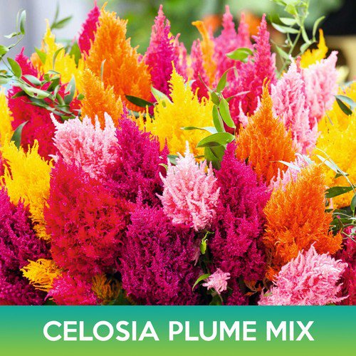 Celosia Plume Flower Mix Seeds Celosia Argentea Easy to Grow