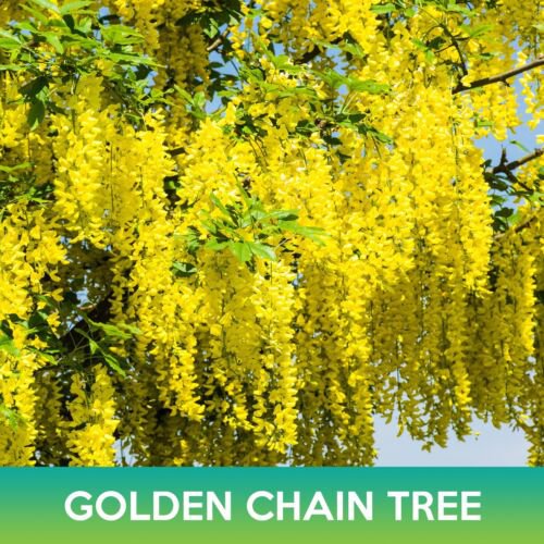 Golden Chain Tree Seeds Golden Rain Tree Laburnum Anagyroides Easy to Grow