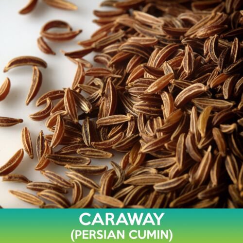 Caraway Seeds Persian Cumin Carum Carvi Easy to Grow