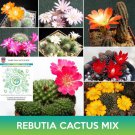 Rebutia Cactus Mix Seeds Easy to Grow