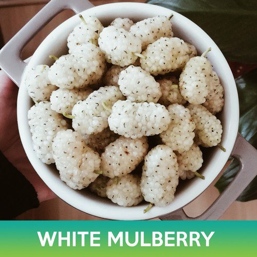 White Mulberry Seeds Morus Alba Easy to Grow