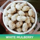 White Mulberry Seeds Morus Alba Easy to Grow