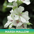 Marsh Mallow Seeds Althaea Officinalis Easy to Grow