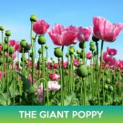 The Giant Poppy Flower Seeds Easy to Grow
