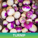 Turnip Seeds Purple Top White Globe Turnip Brassica Rapa Easy to Grow