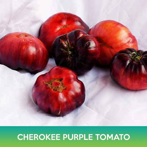 Cherokee Purple Tomato Seeds Easy to Grow