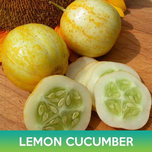 Lemon Cucumber Seeds Easy to Grow