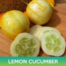 Lemon Cucumber Seeds Easy to Grow