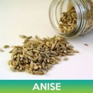 Anise Seeds Pimpinella Anisum Combined On 500 Seed Varieties Easy to Grow
