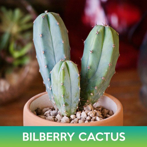 Bilberry Cactus Seeds Myrtillocactus Geometrizans Easy to Grow