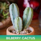 Bilberry Cactus Seeds Myrtillocactus Geometrizans Easy to Grow