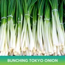 Long White Bunching Tokyo Onion Seeds Welsh Onion Allium Fistulosum Easy to Grow