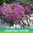 Creeping Thyme Seed Wild Thyme Thymus Serpyllum Easy to Grow