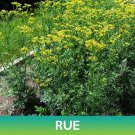Rue Seeds Ruta Graveolens Easy to Grow