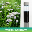 White Yarrow Seeds Achillea Millefolium Easy to Grow