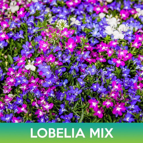 Lobelia Flower Mix Seeds Lobelia Erinus Easy to Grow